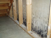 Mold on drywall